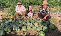 甘肃陇南网红吃瓜事件,一场网络舆论的发酵与反思