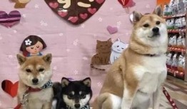 豆柴小犬在线观看,萌宠成长记在线观看攻略