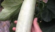 三亚的吃瓜网红有哪些,盘点热门话题制造者