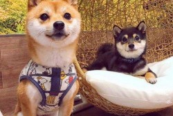 豆柴小犬在线观看,萌宠成长记在线观看攻略