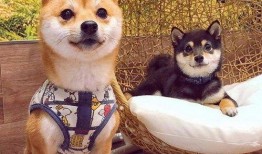 豆柴小犬在线观看,萌宠成长记在线观看攻略