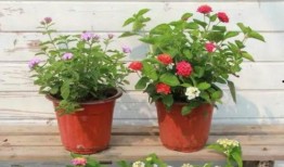 淮安饭店爆料事件视频最新,惊人内幕曝光，真相令人震惊！