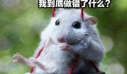 蛋仔仓鼠新皮肤爆料视频,揭秘神秘爆料视频