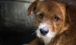 爆料救助狗狗视频播放大全,救助狗狗视频大全，温情满满，泪目时刻