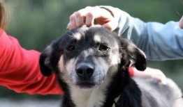 爆料救助狗狗视频播放大全,救助狗狗视频大全，温情满满，泪目时刻