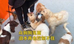 爆料救助狗狗视频播放大全,救助狗狗视频大全，温情满满，泪目时刻