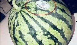 吃瓜山东网红,揭秘网络红人的幕后故事