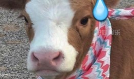 娱乐吃瓜酱内向的小猫