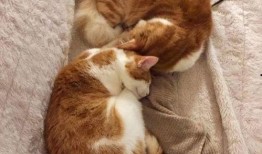 娱乐吃瓜酱内向的小猫